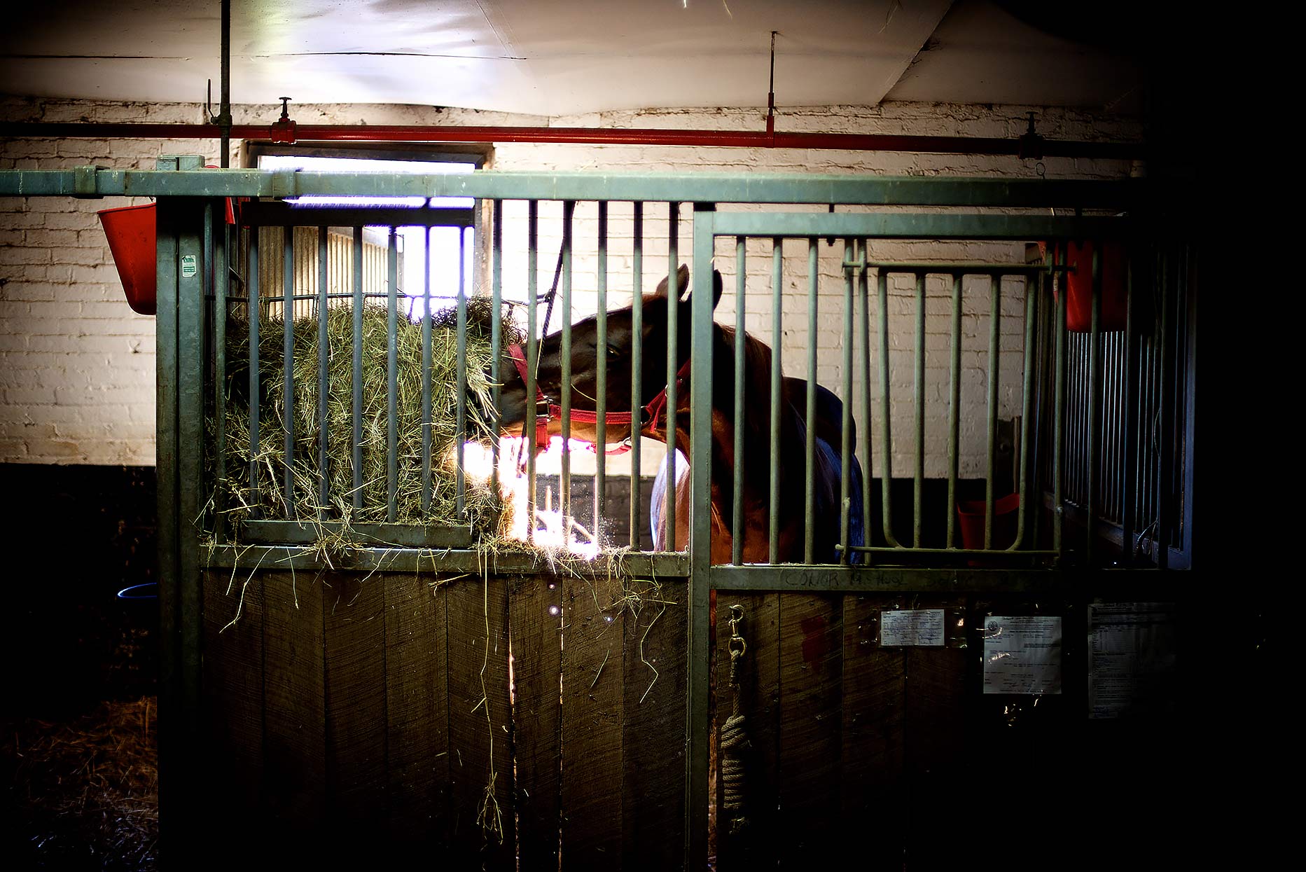 Carriage horse eating hay in his stall in NYC